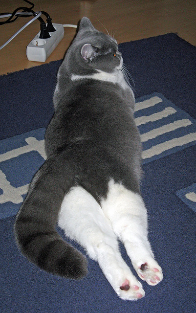 世俱杯足球赛事在线直播-五大联赛高热度比赛直播带来的粉丝互动变化,五大联赛关注度