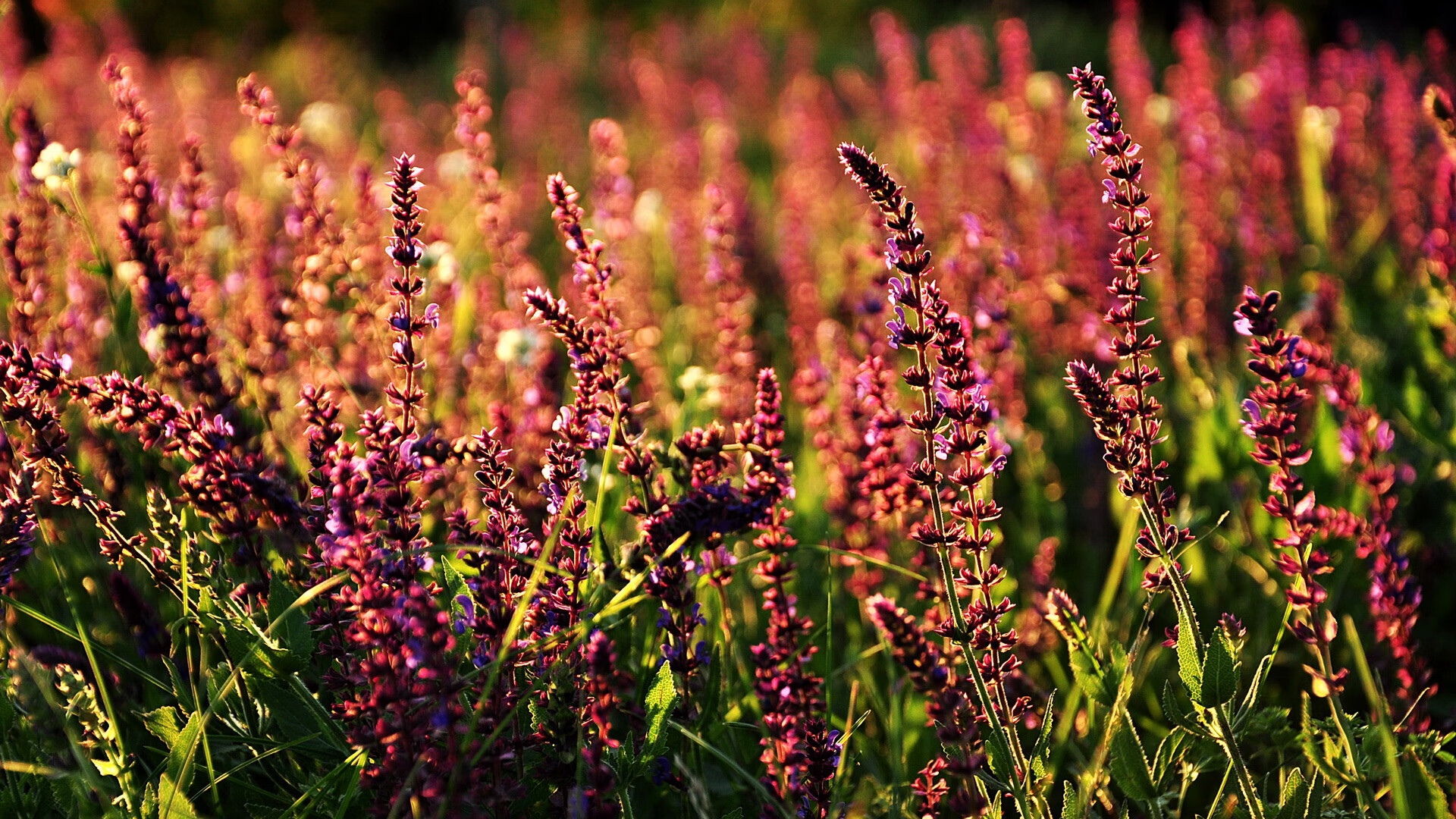 2025世俱杯赛程-亚冠焦点多地掀起冬训热潮,亚冠东亚区比赛地点