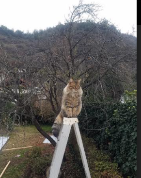 世俱杯足球-体育新闻中心启动体育内容AI自动生成研究项目,体育新闻模板